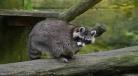 racoonkun小马宝莉拟人